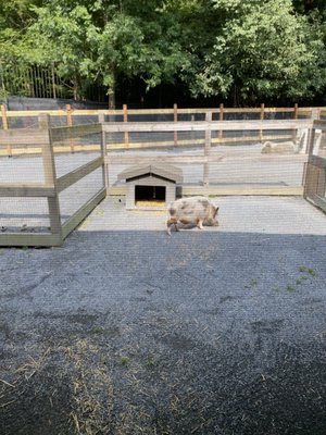 Prospect Park Zoo by null