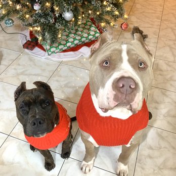 Make Em Shake Grooming - Koba & Zeke - Pet Groomers Near Me - Fontana , California Make Em Shake Grooming - Koba & Zeke - Pet Groomers Near Me - Fontana , California