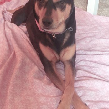 Barks R' Us Rescue - Animal Shelters Near Me