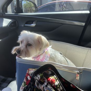 Leashes Pet Salon - Taffy on her way to get treats after her groom at Leashes. - Pet Groomers Near Me - North Las Vegas, Nevada Leashes Pet Salon - Taffy on her way to get treats after her groom at Leashes. - Pet Groomers Near Me - North Las Vegas, Nevada