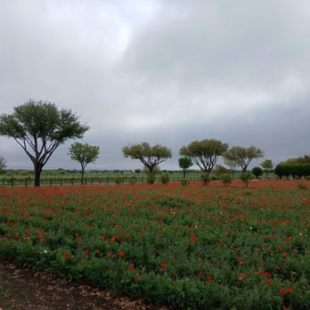 Wildseed Farms - Nurseries & Gardening Near Me - Fredericksburg, Texas