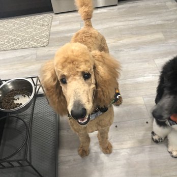 Chez Pooch - 7 month old standard poodle. - Pet Groomers Near Me - Fort Myers, Florida Chez Pooch - 7 month old standard poodle. - Pet Groomers Near Me - Fort Myers, Florida