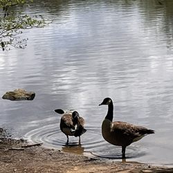 Lullwater Park