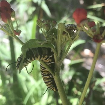 Butterfly Pavilion - Interesting to see the various stages of a butterfly's life but sad they never get released. - Parks Near Me - Cave Junction, Oregon
