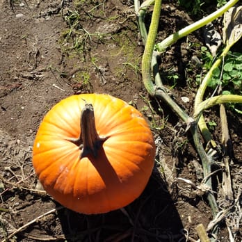 Pheasant Fields Farm - Pumpkin - Farmers Market Near Me - Silverdale, Washington Pheasant Fields Farm - Pumpkin - Farmers Market Near Me - Silverdale, Washington
