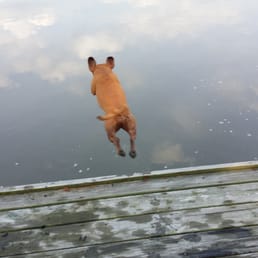 My very well trained,  happy dog Sara.  Jumping for joy!!!  Thanks to Beth and Azure.