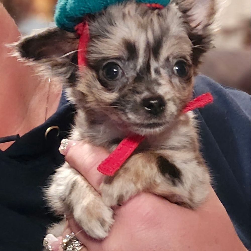 Baxter's Chihuahuas - Pet Breeders Near Me - Amity, Pennsylvania