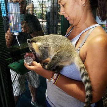 Austin Aquarium - coati - Aquariums Near Me - Austin, Texas