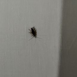 Cockroach