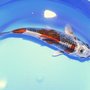 Photo of Central Valley Koi