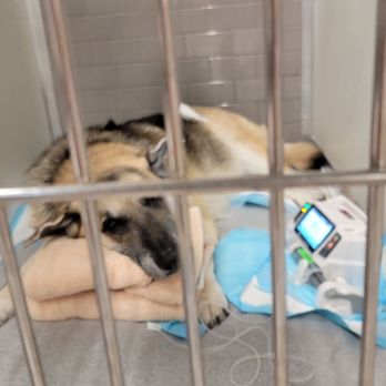 VEG ER for Pets - Emergency Pet Hospital Near Me - Stevenson Ranch, California