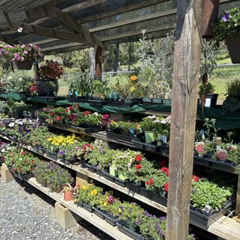 Nature's Whole Food Depot - Beautiful flower options for planting. - Grocery Near Me - Sonora, California Nature's Whole Food Depot - Beautiful flower options for planting. - Grocery Near Me - Sonora, California
