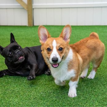Canino - Pet Boarding Near Me - Astoria, New York