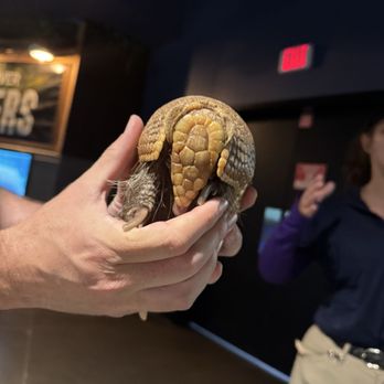 OdySea Aquarium - Armadillo - Aquariums Near Me - Scottsdale, Arizona OdySea Aquarium - Armadillo - Aquariums Near Me - Scottsdale, Arizona