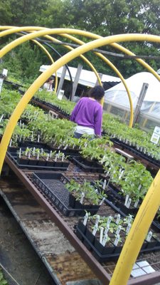 Garden Dreams Urban Farm & Nursery - Grow Pittsburgh by null