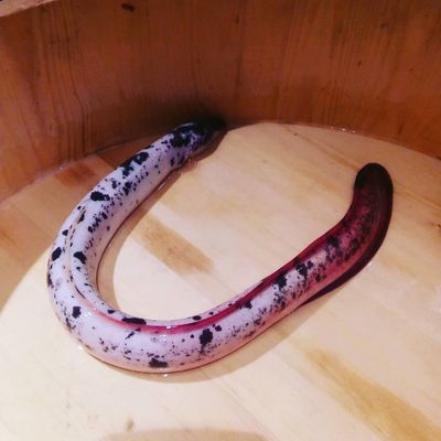 Man Man Japanese Unagi Restaurant by null