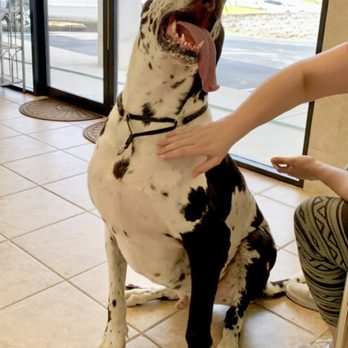 Vanity Fur - Atreyu the Great Dane loves hanging out at Vanity Fur! - Pet Groomers Near Me - Pensacola, Florida Vanity Fur - Atreyu the Great Dane loves hanging out at Vanity Fur! - Pet Groomers Near Me - Pensacola, Florida