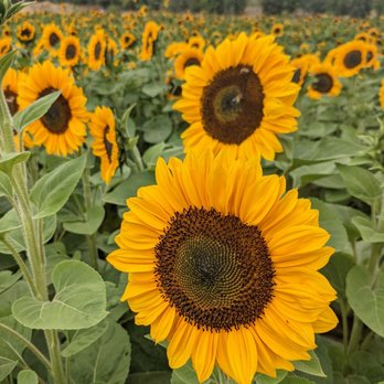 Sandoval and Sons Flower Grower - Pick Your Own Farms Near Me - Bonsall, California Sandoval and Sons Flower Grower - Pick Your Own Farms Near Me - Bonsall, California
