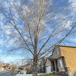 Nephi's Tree Care