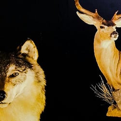 Lippert/Doyle Taxidermy