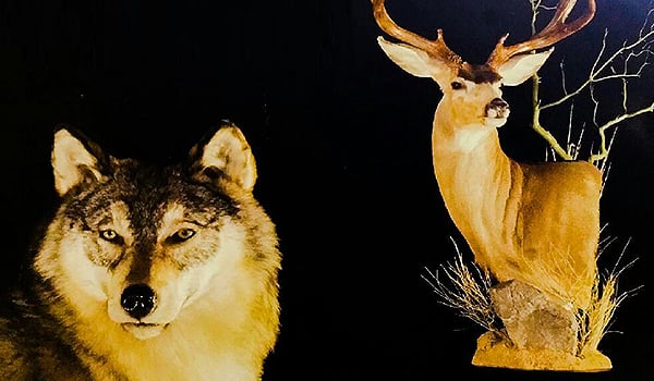 Lippert/Doyle Taxidermy - taxidermy in Tucson, AZ