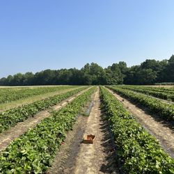 Mt Olympus Farm