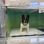 Similia Veterinary Services