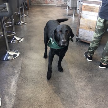 Salon Four8Zero - Can't get enough of this guy.  #Rustytheshopdog - Hair Extensions Near Me - Scottsdale, Arizona
