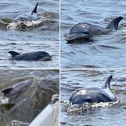 Plenty of dolphin nearby!
