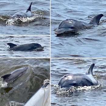 Tidewater Tours - Plenty of dolphin nearby! - Boat Tours Near Me - Cedar Key, Florida