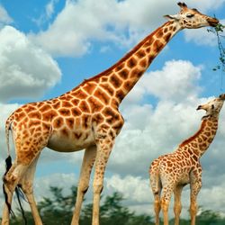 Great Safaris