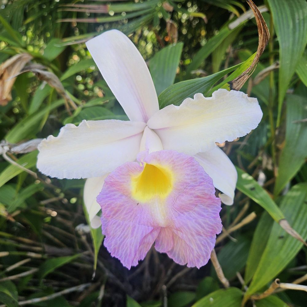 San Diego Botanic Garden - Botanical Gardens Near Me - Encinitas, California