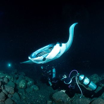 Kona Honu Divers - Scuba Diving Near Me - Kailua-kona, Hawaii