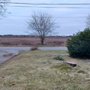 Mott's Tree Service