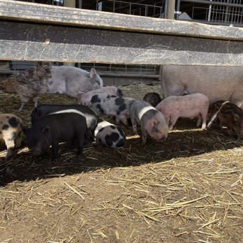 SoCalMiniPigs - Pet Breeders Near Me - Valley Center, California