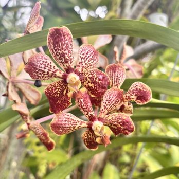 Foster Botanical Garden - Vanda orchid - Botanical Gardens Near Me - Honolulu, Hawaii Foster Botanical Garden - Vanda orchid - Botanical Gardens Near Me - Honolulu, Hawaii