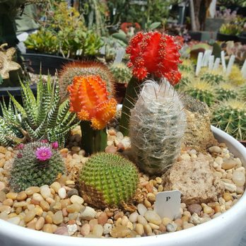 California Cactus Center - Nurseries & Gardening Near Me - Pasadena, California California Cactus Center - Nurseries & Gardening Near Me - Pasadena, California