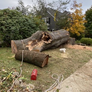 Corona Tree Service - Tree Services Near Me - Norwalk, Connecticut