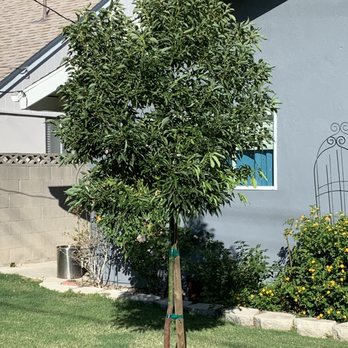 Moon Valley Nurseries - Camphor Tree - Tree Services Near Me - Irvine, California Moon Valley Nurseries - Camphor Tree - Tree Services Near Me - Irvine, California