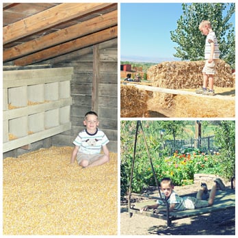 Sunflower Farm - fall 2012 - Attraction Farms Near Me - Longmont, Colorado