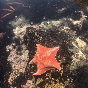 Asilomar State Beach - Patrick Star - Parks Near Me - Pacific Grove, California Asilomar State Beach - Patrick Star - Parks Near Me - Pacific Grove, California