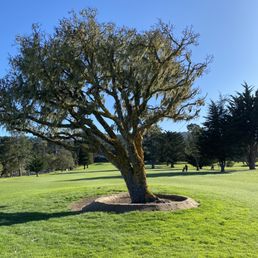 Nice trees, well maintained