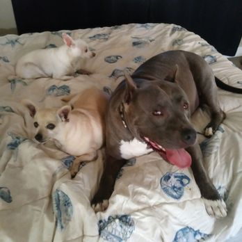 Dog Days Inn CA - Happy puppy snuggle break!!! - Pet Boarding Near Me - El Cajon, California