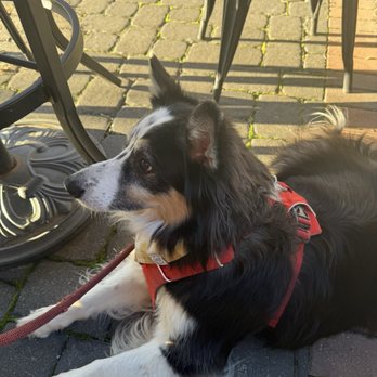 Devil's Kettle Brewing - Frankie enjoying the patio - Breweries Near Me - Athens, Ohio