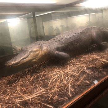 Field Museum - Alligator - Museums Near Me - Chicago, Illinois Field Museum - Alligator - Museums Near Me - Chicago, Illinois