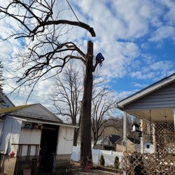 Dave's Tree Service