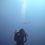 Photo of WonderLost Scuba Adventures