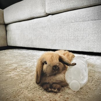 Hollywood Rabbits - Meet Millie - Pet Breeders Near Me - Riverside, California Hollywood Rabbits - Meet Millie - Pet Breeders Near Me - Riverside, California