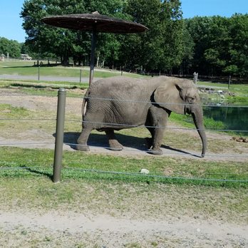 Six Flags Great Adventure - Elephant on the Safari ride - Amusement Parks Near Me - Jackson Township, New Jersey Six Flags Great Adventure - Elephant on the Safari ride - Amusement Parks Near Me - Jackson Township, New Jersey
