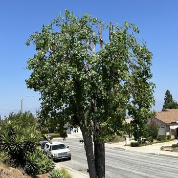 Power-Cut Tree Arborist - Trimmed tree - Tree Services Near Me